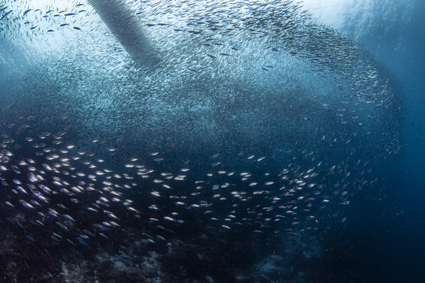 49a2fa182d25387bbdceb5533134199b_3 정운호 IMG_0473.jpg